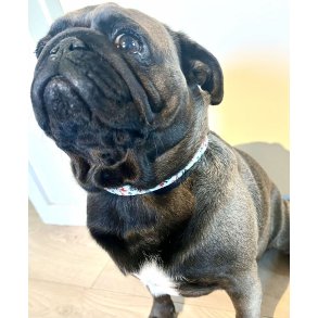 seler, liner og halsbånd